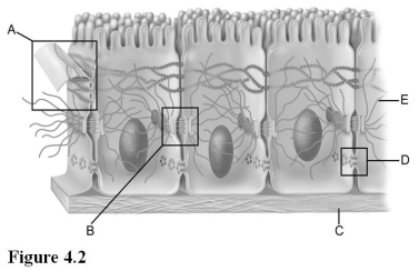   Use the diagram above to answer the following questions. -Which letter indicates a cellular junction that prevents molecules from passing between epithelial cells? A)  A B)  B C)  C D)  D E)  E