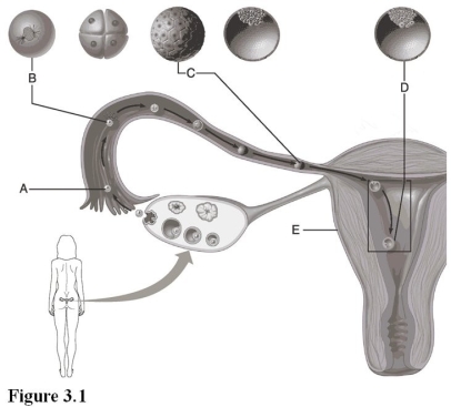   Use the diagram above to answer the following questions. -Which letter indicates the morula? A)  A B)  B C)  C D)  D E)  E