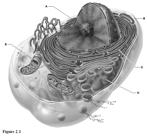   Use the diagram above to answer the following questions. -Which letter indicates the Golgi apparatus? A)  A B)  B C)  C D)  D E)  E