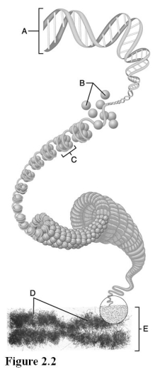   Use the diagram above to answer the following questions. -Which letter indicates a nucleosome? A)  A B)  B C)  C D)  D E)  E