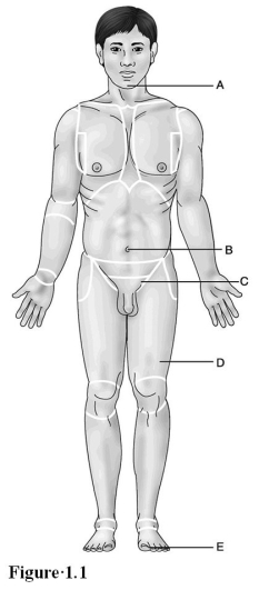  Use the diagram above to answer the following questions. -Which letter indicates the inguinal region? A)  A B)  B C)  C D)  D E)  E