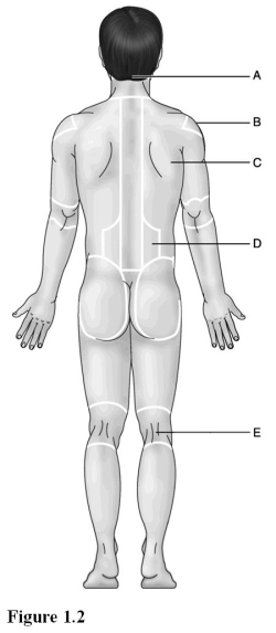   Use the diagram above to answer the following questions. -Which letter indicates the acromial region? A)  A B)  B C)  C D)  D E)  E