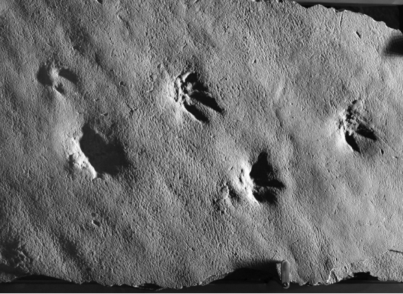 What type of fossil is shown in the picture?   A)  body fossil B)  trace fossil C)  permineralized fossil D)  cast fossil