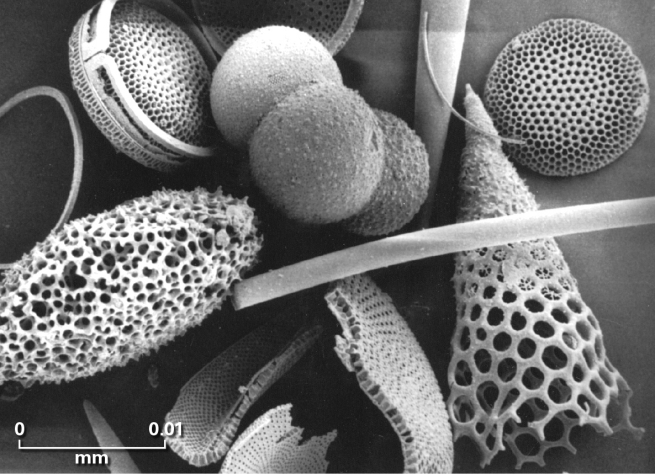 What type of fossil,examples of which are shown in the figure,is composed of remnants of plankton,algae,bacteria,and pollen?   A)  microfossil B)  chemical fossil C)  trace fossil D)  body fossil