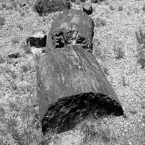 Petrified wood,such as shown in the figure below,is an example of what type of fossil?   A)  trace fossil B)  permineralized fossil C)  carbonized impression D)  mold or cast fossil