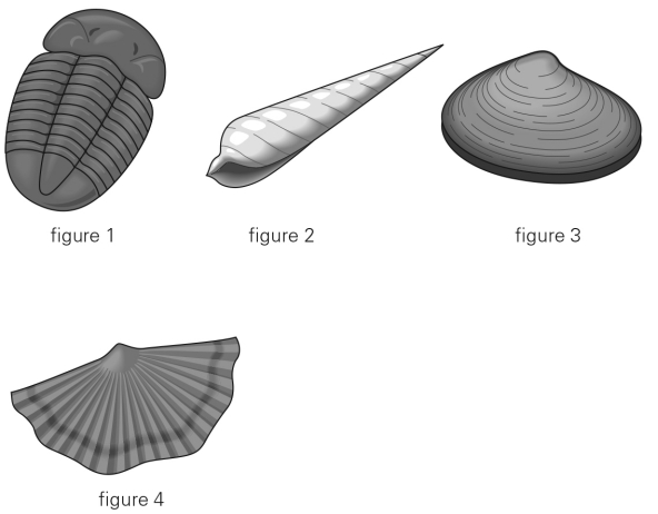 Which of the following is a brachiopod?   A)  Figure 1 B)  Figure 2 C)  Figure 3 D)  Figure 4