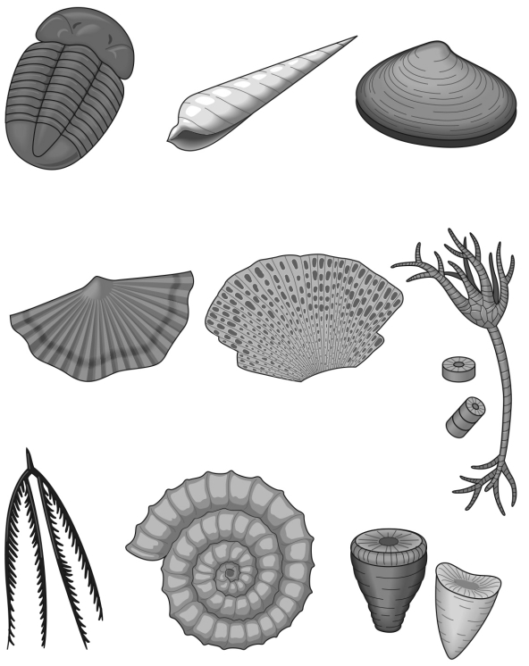 Label each fossil in the image below with the common fossil name.  