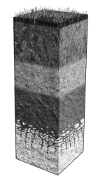 Label the different soil horizons on the image below,then provide a brief description of each horizon next to the corresponding layer.  