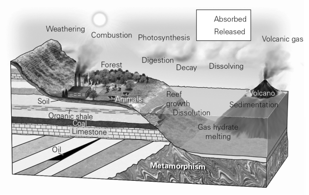The figure below shows parts of the global carbon cycle.Where would nonliving processes of the carbon cycle be most likely to occur?   A)  weathering B)  sedimentation C)  metamorphism D)  soil