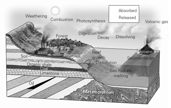 Which of the following processes releases carbon dioxide into the atmosphere?   A)  photosynthesis B)  the weathering of silicate rocks C)  volcanism D)  the burial of organic matter