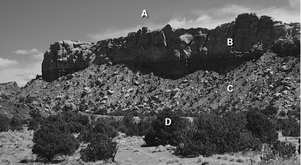 Which letter corresponds to talus in this image?   A)  A B)  B C)  C D)  D