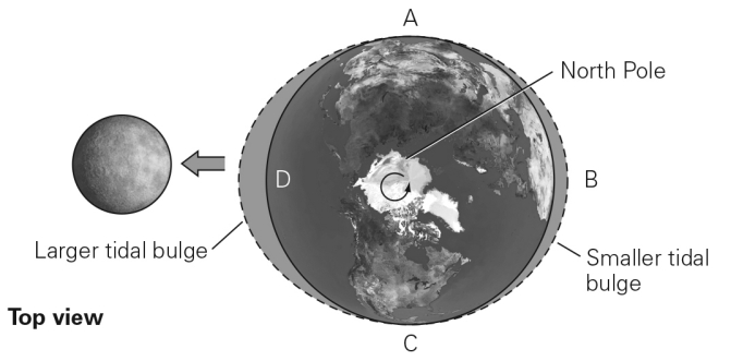 The picture below shows the two tidal bulges created in the oceans by the gravitational attraction of the Moon,from the perspective of looking down at the Earth from the North Pole.Where is low tide occurring in this picture?   A)  locations B and D B)  locations A,B,C and D C)  locations A and C D)  location B