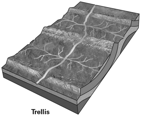 A trellis drainage network such as the one shown below is most like to form in landscapes develop on which type of geologic structure(s) or feature(s) ?   A)  volcanoes B)  heavily fractured bedrock C)  thick,uniform regolith D)  anticlines and synclines