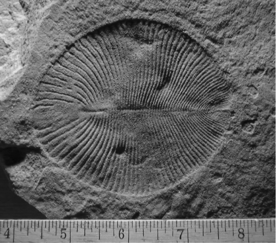The enigmatic fossils of multicellular organisms that arose during the end of the Proterozoic Eon are known as the _______ fauna.   A)  Eukaryotic B)  Cyanobacterial C)  Ediacaran D)  Pangaean