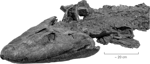 The fossil fish Tiktaalik made headlines in 2005 because it   A)  was preserved with a hook in its mouth and represents the oldest evidence of human fishing. B)  was the largest shark ever recovered from the fossil record. C)  represents a transitional form between lobe-finned fish and terrestrial vertebrates. D)  was found alive in the modern deep ocean; previously,the fish was thought to be extinct.