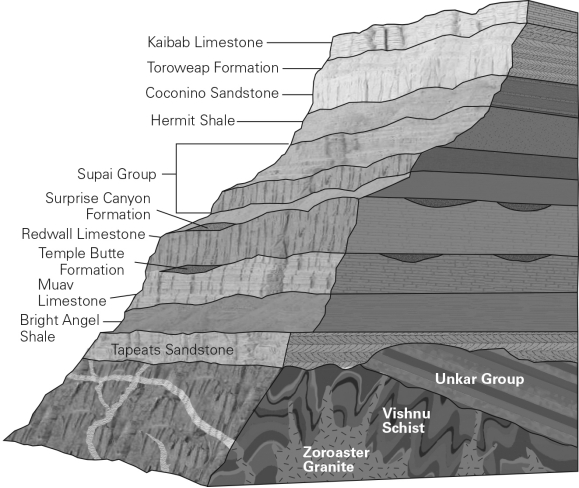 Look at the figure below.The contact between the Vishnu Schist and the Tapeats Sandstone is a(n)    A)  conformable contact. B)  disconformity. C)  nonconformity. D)  angular unconformity.