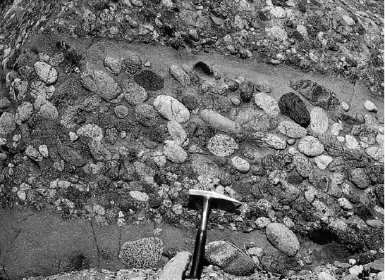 The image below shows an outcrop of coarse-grained sedimentary rock.Note the rock hammer for scale.What is the name of this rock type?   A)  sandstone B)  shale C)  breccia D)  conglomerate