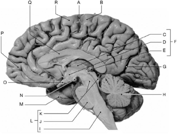   Photo Credit: Ralph T. Hutchings Figure 8-1 Structural Components of the Brain (Sagittal Section)  Use Figure 8-1 to identify the labeled part. -Structure M is part of the ________ lobe. A)  temporal B)  occipital C)  insula D)  frontal E)  parietal