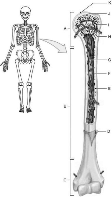   Figure 6-1 The Structure of a Long Bone Use Figure 6-1 to identify the labeled part. -Structure B is the A)  epiphysis. B)  diaphysis. C)  endosteum. D)  periosteum. E)  metaphysis.