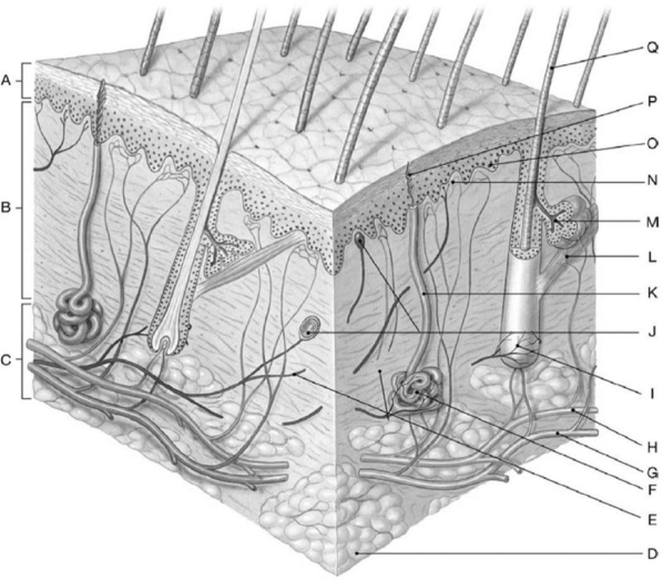   Figure 5-1 The General Structure of the Integumentary System Use Figure 5-1 for the following questions: -Which layer of the diagram identifies the area where a hypodermic needle would be placed for an injection of a drug? A)  A B)  B C)  C D)  N E)  K