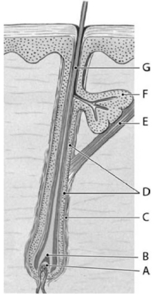   Figure 5-3 A Single Hair Follicle and Hair (Longitudinal Section)  Use Figure 5-3 to answer the following questions: -The function of structure E is A)  to attach the hair shaft firmly to the dermis so that it does not move. B)  the deposition of high concentrations of melanin to color the hair shaft. C)  the production of new cells that will make the hair shaft longer. D)  the production of hormones that can affect the growth cycles of the hair follicle. E)  to change the orientation of the hair shaft.
