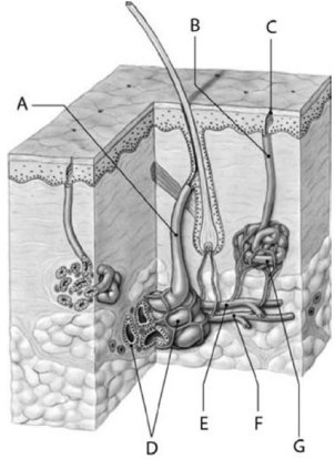   Figure 5-4 Glands and Associated Structures Use Figure 5-4 to answer the following questions: -Structure D is a(n)  A)  endocrine gland. B)  sebaceous gland. C)  merocrine gland. D)  apocrine gland. E)  unicellular gland.