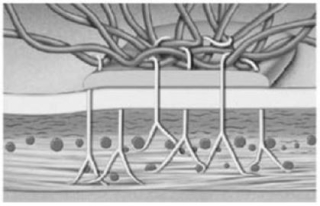   Figure 4-2 A Cell Junction Use Figure 4-2 to answer the following question: This picture of epithelial tissue represents A)  gap junctions between the cells. B)  the attachment of the epithelial cells to the basement membrane. C)  glandular tissue. D)  the blood supply within the epithelial tissue. E)  stratified epithelia tissue.