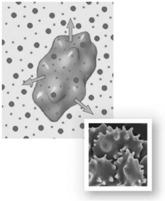   Photo Credit: Steve Gschmeissner / Photo Researchers, Inc. Figure 3-1 A Red Blood Cell Use Figure 3-1 to answer the following question: Choose the correct description for the preceding image. A)  The cell is in a hypotonic saline solution. B)  Osmotic flow does not occur across the plasma membrane of the cell. C)  As the current condition of the cell continues, its plasma membrane may rupture or lyse. D)  The cell is in equilibrium with the solution in that as one water molecule moves out of the cell, another moves in to replace it. E)  As water moves out of the cell, crenation occurs.