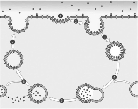   Figure 3-2 A Process Use Figure 3-2 to answer the following questions: -Using the preceding image, determine the correct sequence of events in the primary process, which begins when target molecules (ligands)  bind to receptors in the plasma membrane. 1. Target molecules are removed and absorbed into the cytoplasm. 2)  The membrane containing the receptor molecules detaches from the lysosome. 3)  Pockets pinch off, forming coated vesicles. 4)  Areas coated with ligands form deep pockets in the membrane surface. 5)  The vesicle fuses with the plasma membrane. 6)  Coated vesicles fuse with lysosomes. A)  4, 6, 1, 2, 3, 5 B)  4, 1, 3, 6, 5, 2 C)  4, 3, 6, 1, 2, 5 D)  1, 2, 4, 3, 6, 5 E)  1, 4, 3, 2, 5, 6