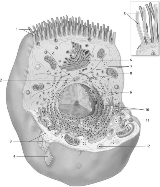   Figure 3-3 Anatomy of a Model Cell Use Figure 3-3 to answer the following questions: -Which of the following labeled structures is essential for movement of the chromosomes during cell division? A)  5 B)  3 C)  2 D)  6 E)  1