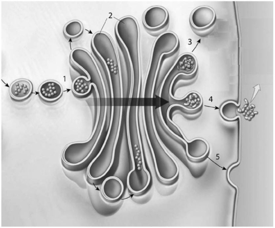   Figure 3-4 Protein Synthesis Use Figure 3-4 to answer the following questions: -The cell seen in the preceding diagram could be A)  undergoing cell respiration. B)  replicating its DNA. C)  phagocytosing cell debris. D)  modifying and releasing a cellular protein. E)  performing active transport.