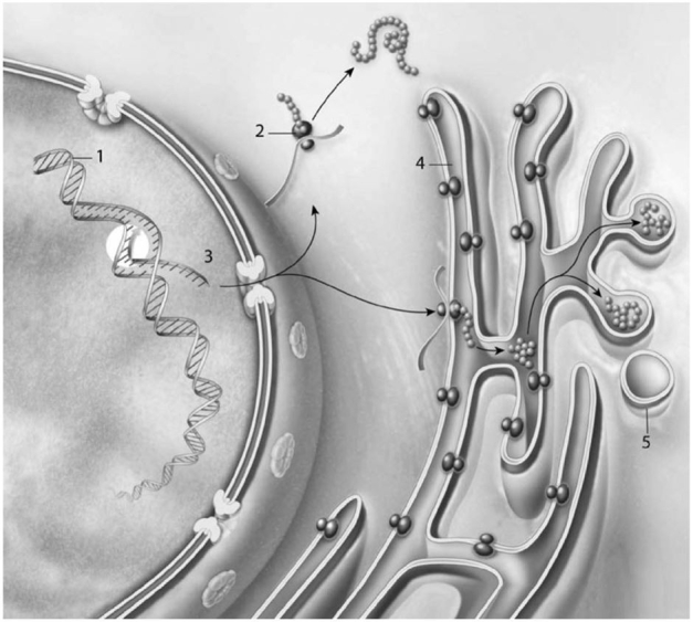   Figure 3-5 Protein Synthesis Use Figure 3-5 to answer the following question: Structure #4 is where the protein A)  folds into its 3D shape and is possibly modified. B)  is converted into mRNA. C)  is released out of the cell. D)  combined with DNA to form nucleoproteins. E)  is endocytosed.