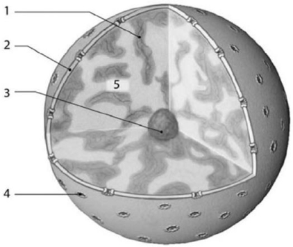   Figure 3-6 Nucleus Use Figure 3-6 to answer the following question: Identify the component of the nucleus in which rRNA synthesis and the assembly of ribosomal subunits occur. A)  4 B)  3 C)  1 D)  5 E)  2