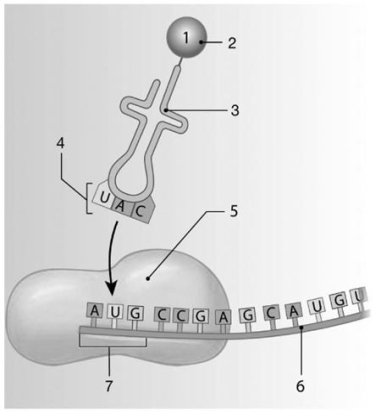  Figure 3-7 Translation Use Figure 3-7 to answer the following questions: -Identify the anticodon in the image. A)  4 B)  7 C)  5 D)  2 E)  6