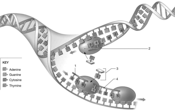   Figure 3-8 A Process Use Figure 3-8 to answer the following questions: -Identify the process featured in the image. A)  translation B)  replication C)  transcription D)  mitosis E)  meiosis