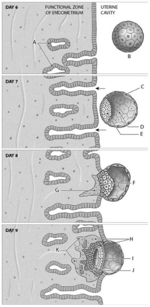   Figure 20-1 Events in Implantation Use Figure 20-1 to identify the labeled part. -Label A represents which of the following structures? A)  syncytial trophoblast B)  developing villi C)  lacuna D)  uterine glands E)  amniotic cavity