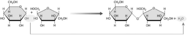   Figure 2-1 A Chemical Reaction Use Figure 2-1 to answer the following question: Determine which reaction is shown in the figure and specify its mechanism of action. A)  The addition of a water molecule breaks down a complex molecule. B)  The removal of a water molecule breaks down a complex molecule. C)  Ionic bonds are broken apart as individual ions interact with the positive or negative ends of polar water molecules. D)  The removal of a water molecule facilitates the union of two molecules. E)  The addition of a water molecule facilitates the union of two molecules.