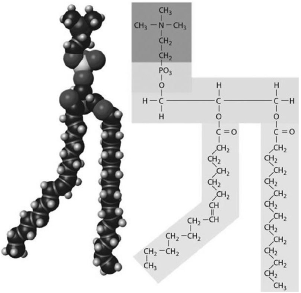   Figure 2-3 A Structure Use Figure 2-3 to answer the following question: Indicate the primary function(s)  of the structure shown in the figure. A)  structural component of cell membranes B)  storage of glucose molecules C)  energy source D)  structural component of cell membranes, hormones, and digestive secretions in bile E)  energy source, energy storage, and insulation