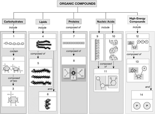   Figure 2-4 An Overview of the Structures of Organic Compounds in the Body Use Figure 2-4 to answer the following questions: -What is/are the primary function(s)  of the structure labeled #9? A)  determines an individual's inherited characteristics B)  structural role when attached to lipids C)  energy source; insulation D)  manufactures specific proteins E)  storage or transfer of energy