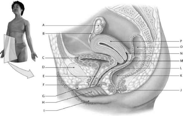   Figure 19-1 Components of the Female Reproductive System Use Figure 19-1 to identify the labeled part. -Label M represents which of the following structures? A)  urethra B)  fornix C)  vagina D)  cervix E)  fimbriae