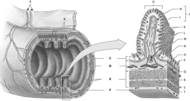   Figure 16-1 Structural Components of the Digestive Tract Use Figure 16-1 to identify the labeled part. -Label Q represents which structure(s) ? A)  myenteric plexus B)  artery and vein C)  lymphatic vessel D)  submucosal plexus E)  mucosal glands