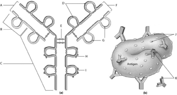   Figure 14-1 Typical Antibody Molecule and Typical Antigen Use Figure 14-1 to identify the labeled part. -What does label F represent? A)  complement binding site B)  antigen binding site C)  antigenic determinant sites D)  macrophage binding site E)  antibodies