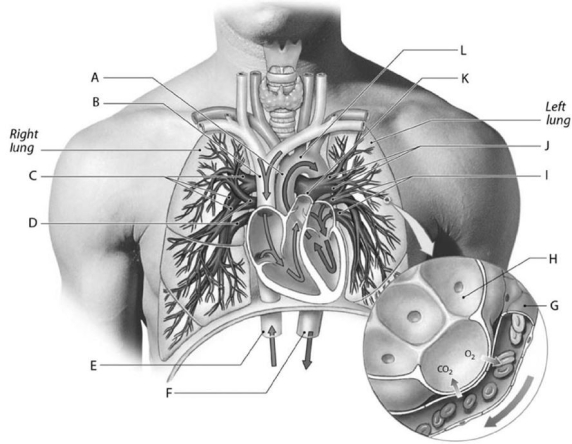   Figure 13-1 Cardiovascular Components of the Pulmonary Circuit Use Figure 13-1 to identify the labeled part. -Label C represents the A)  pulmonary trunk. B)  ascending aorta. C)  right pulmonary arteries. D)  right pulmonary veins. E)  superior vena cava.