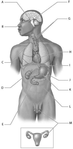   Figure 10-1 Organs and Tissues of the Endocrine System Use Figure 10-1 to identify the labeled part. -Structure F is the A)  pituitary gland. B)  hypothalamus. C)  pineal gland. D)  thymus. E)  thyroid gland.