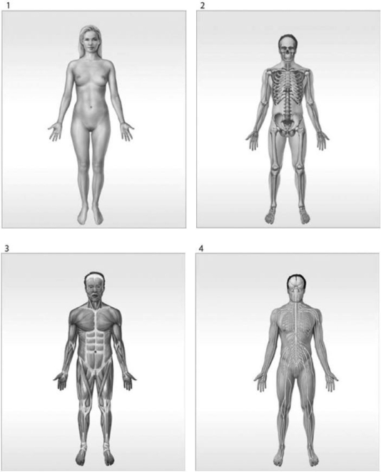   Figure 1-1 The Organ Systems of the Human Body Use Figure 1-1 to answer the following questions: -What is/are the function(s)  of the organ system labeled #3? A)  help control body temperature B)  provides support; produces heat C)  provides support; protects tissues; stores minerals D)  directs immediate responses to stimuli E)  defends against infection and disease