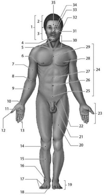   Figure 1-2 Anatomical Landmarks Use Figure 1-2 to answer the following questions: -Which of the following structures is located superior to the nasus? A)  35 B)  4 C)  32 D)  5 E)  30