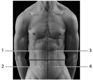 <strong>  Photo Credit: Custom Medical Stock Photo, Inc. Figure 1-4 Abdominopelvic Quadrants Use Figure 1-4 to answer the following questions: The appendix is typically located in which region(s)?</strong> A) 2 B) 4 C) 1 D) 3 E) 1 & 3 <div style=padding-top: 35px> 