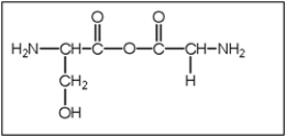 <strong>What is the correct structure of serylglycine (Ser-Gly)? Serine has a CH<sub>2</sub>OH functional group and glycine is functionalized with an H atom.</strong> A) B) C) D) E)