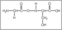 <strong>What is the correct structure of serylglycine (Ser-Gly)? Serine has a CH<sub>2</sub>OH functional group and glycine is functionalized with an H atom.</strong> A) B) C) D) E)