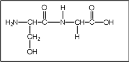 <strong>What is the correct structure of serylglycine (Ser-Gly)? Serine has a CH<sub>2</sub>OH functional group and glycine is functionalized with an H atom.</strong> A) B) C) D) E)